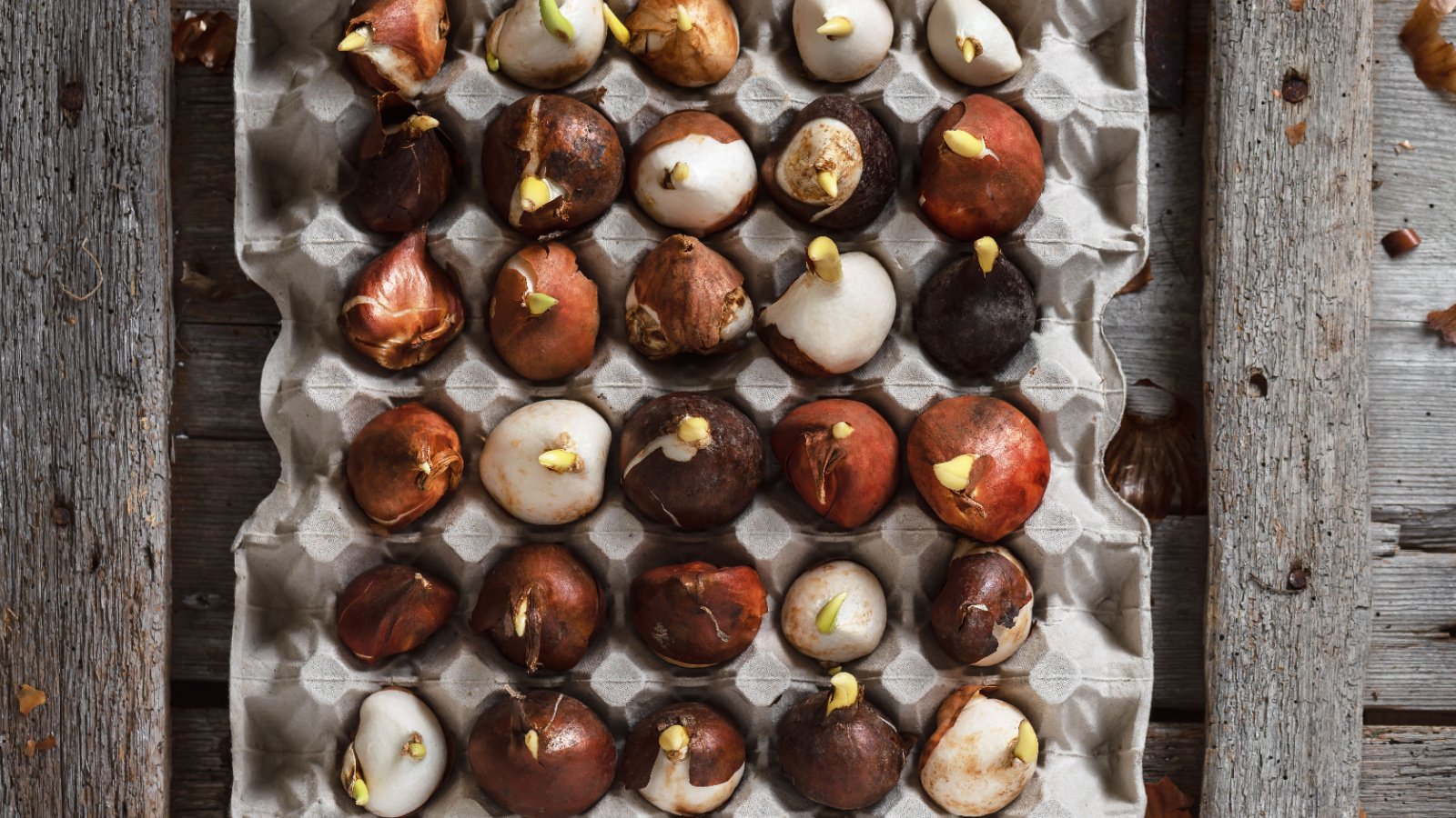 Top view of different sorts of tulip bulbs with sprouts for autumn planting in an old egg carton. The skins remain on some of the bulbs and most have sprouted.