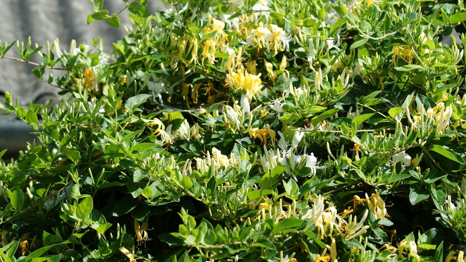 It features glossy, dark green leaves and produces tubular white or yellow flowers in dense clusters.