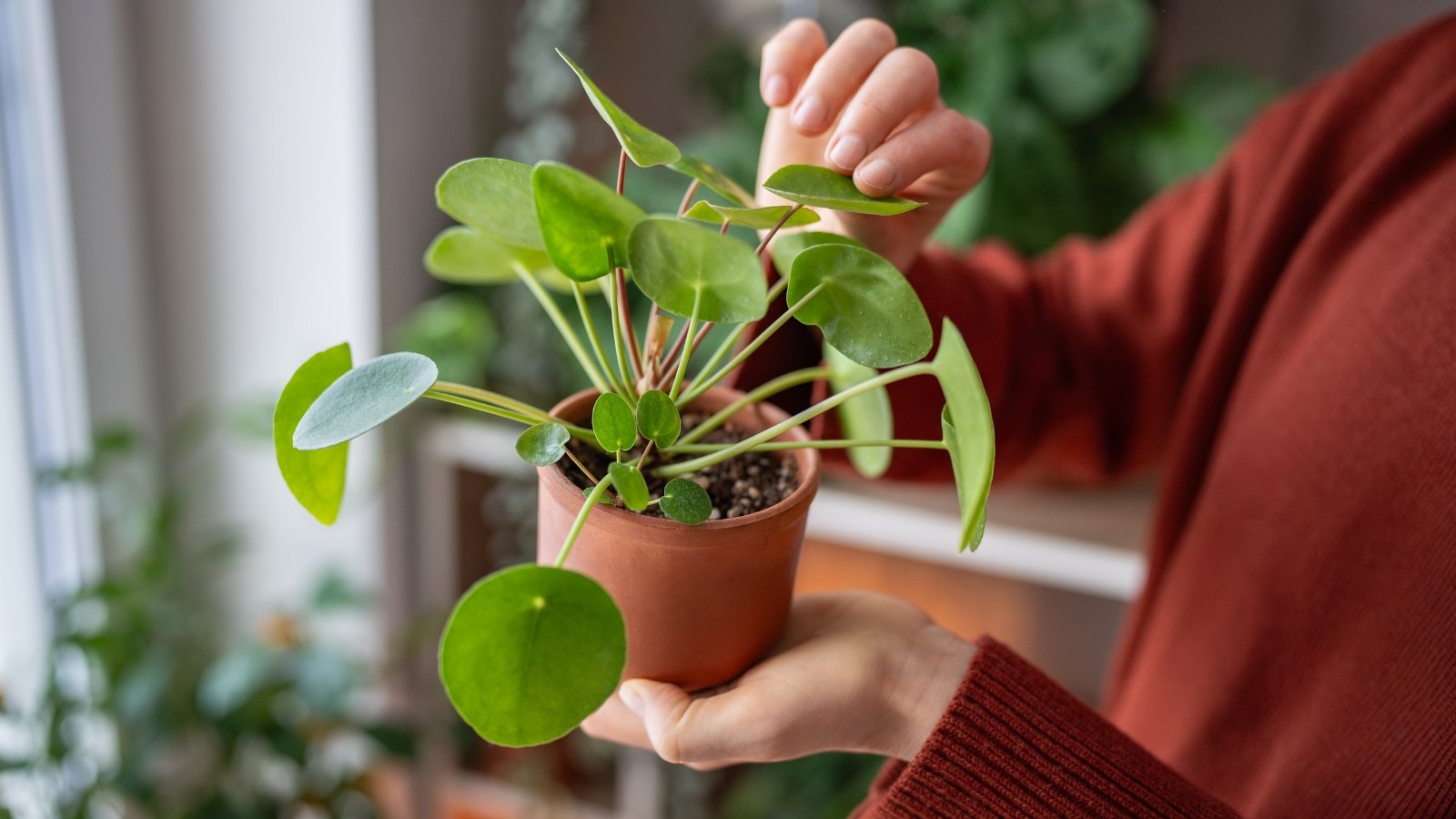 Hands gently hold a small pot of greenery while carefully examining the leaves up close to check for any imperfections.