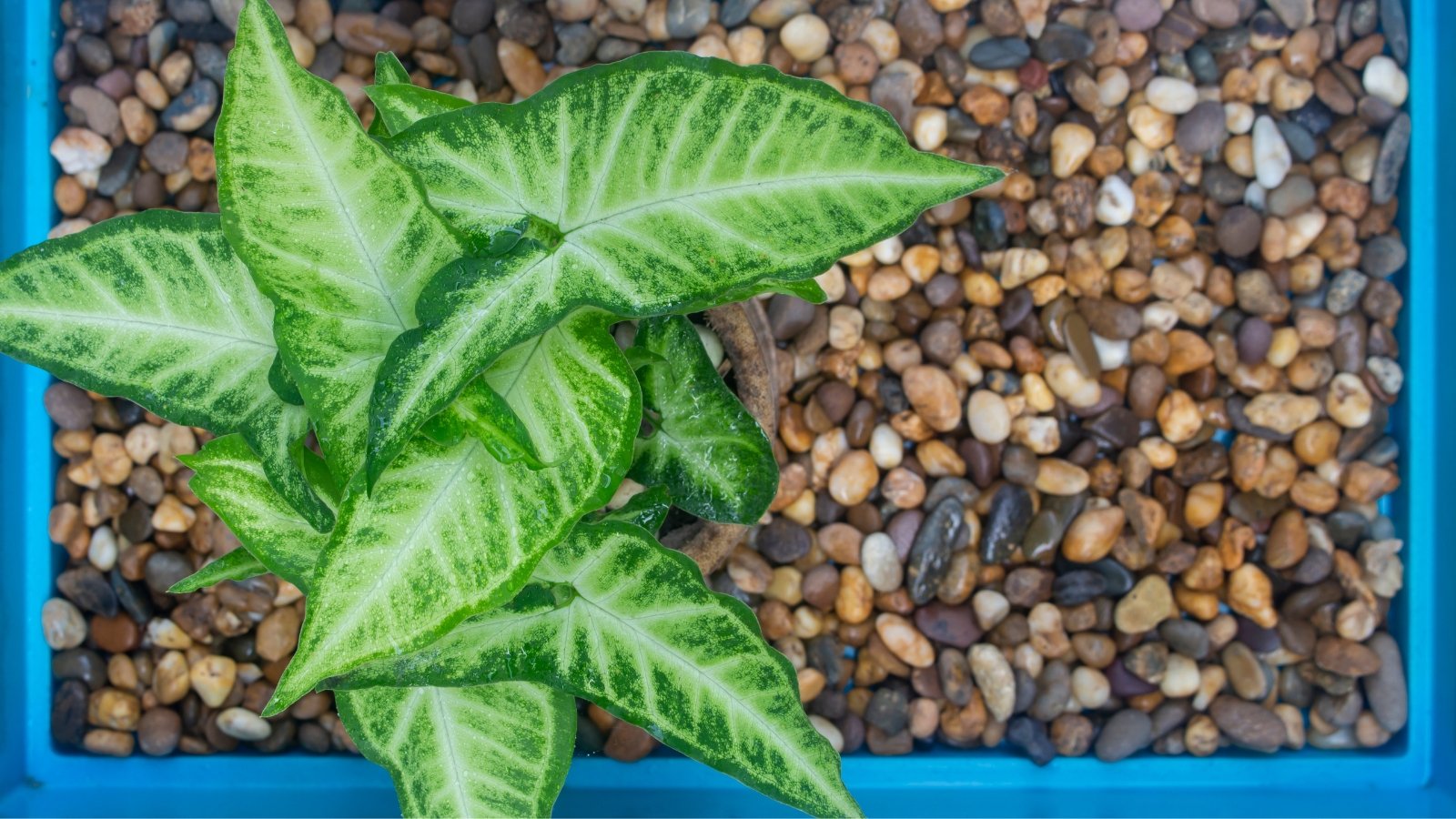 A Syngonium with broad, pointed leaves sits in a pot surrounded by small pebbles.