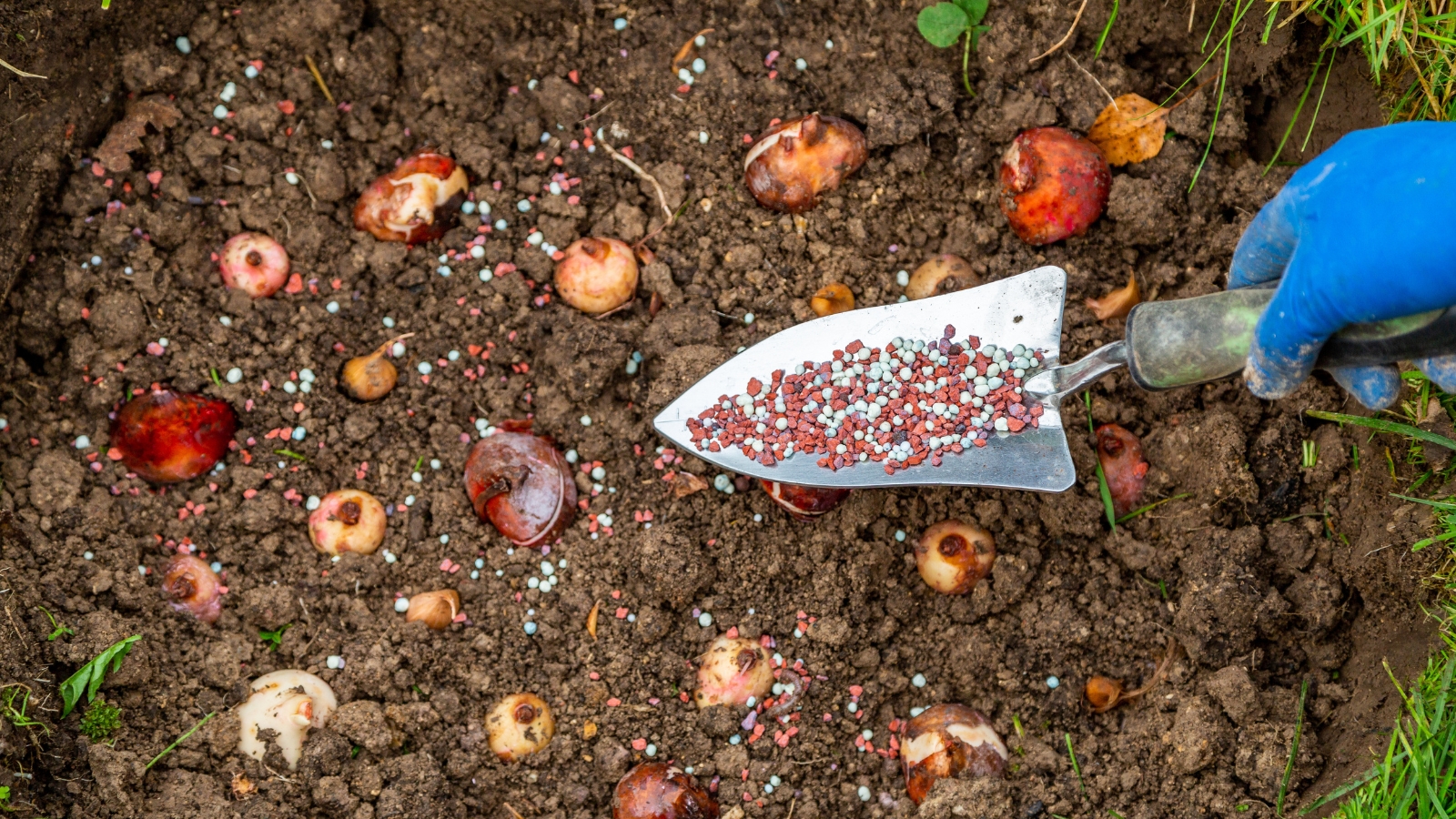 A garden bed scattered with brown and white bulbs, along with a small garden trowel, ready for planting into the dark soil.