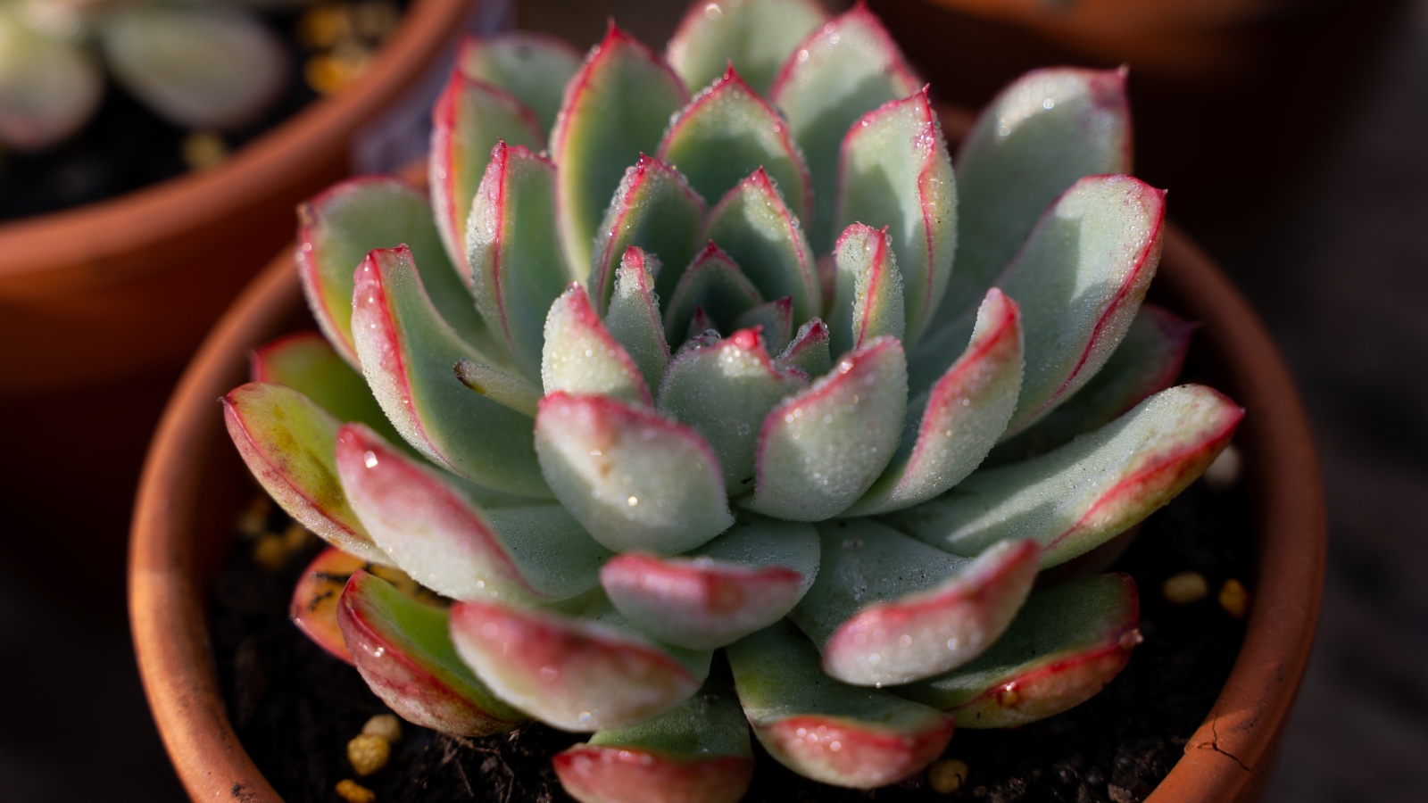 Close-up of Echeveria sp. ‘El Encino’ in a clay pot. The leaves are covered with drops of water. Echeveria sp. ‘El Encino’ captivates with its exquisite rosette of succulent leaves. The leaves boast a mesmerizing blend of pastel tones, ranging from dusty blues and soft greens to hints of lavender and peach.