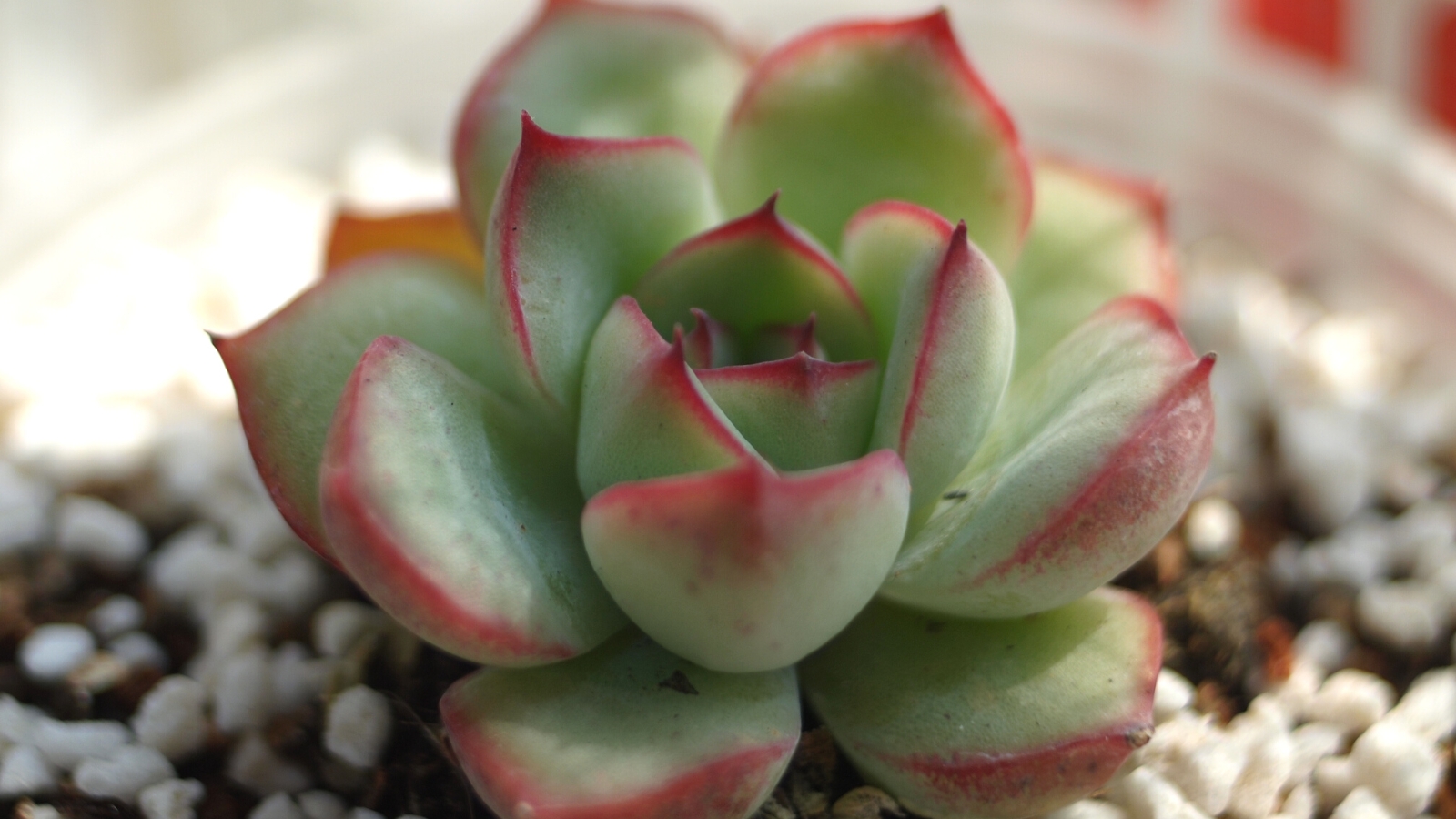 Close-up of Echeveria 'Ramillette' in a pot with a layer of small pebbles. Echeveria ‘Ramillette’ enthralls with its striking rosette of succulent leaves. The leaves feature a delicate blend of pale green and dusty pink with reddish edges. Arranged in tight spirals, these leaves form a compact and elegant rosette.