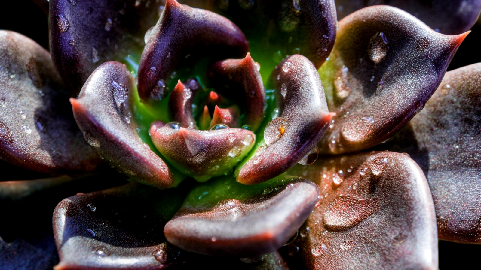 Close-up of Echeveria 'Black Pearl' covered with water droplets. Echeveria ‘Black Pearl’ is a striking succulent, distinguished by its rosette of dark, almost black, foliage. The leaves are thick and glossy, with a deep purple hue.