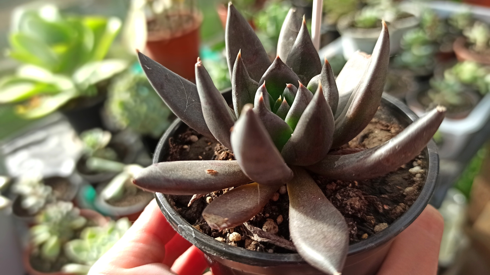 Close-up of a man's hand holding a small pot of Echeveria affinis 'Black Knight' succulent. Echeveria affinis ‘Black Knight’ is a striking succulent, featuring a rosette of lance-shaped, dark purple to almost black leaves. The foliage has a velvety texture and a glossy sheen. Each leaf has pointed tips.