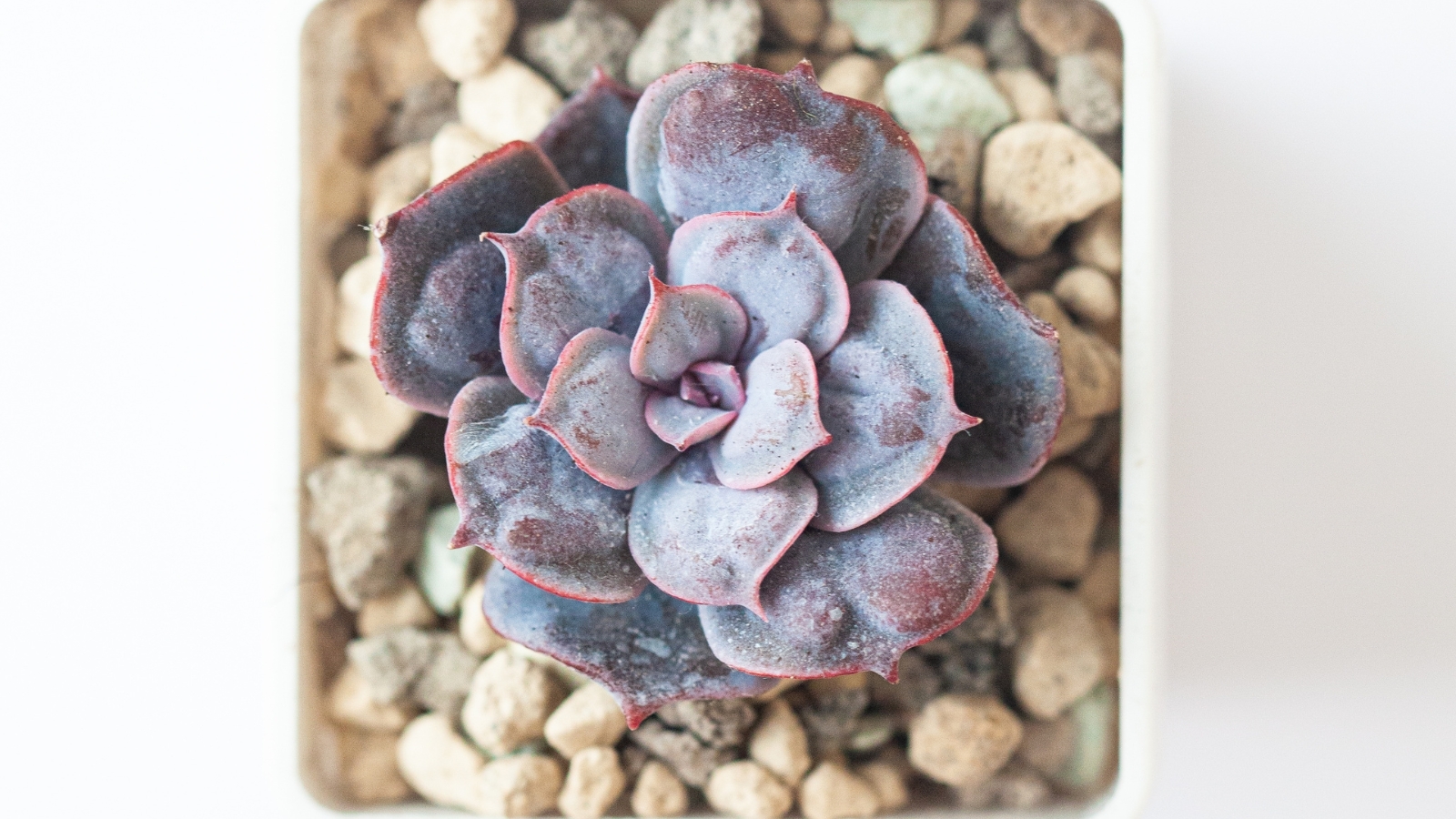 Close-up of Echeveria 'Heart's Delight' with beige pebbles against a blurred white background. Echeveria ‘Heart’s Delight’ is a delightful succulent, showing rosettes of heart-shaped leaves with a soft, pastel purple hue. The leaves are densely packed and form a compact arrangement.