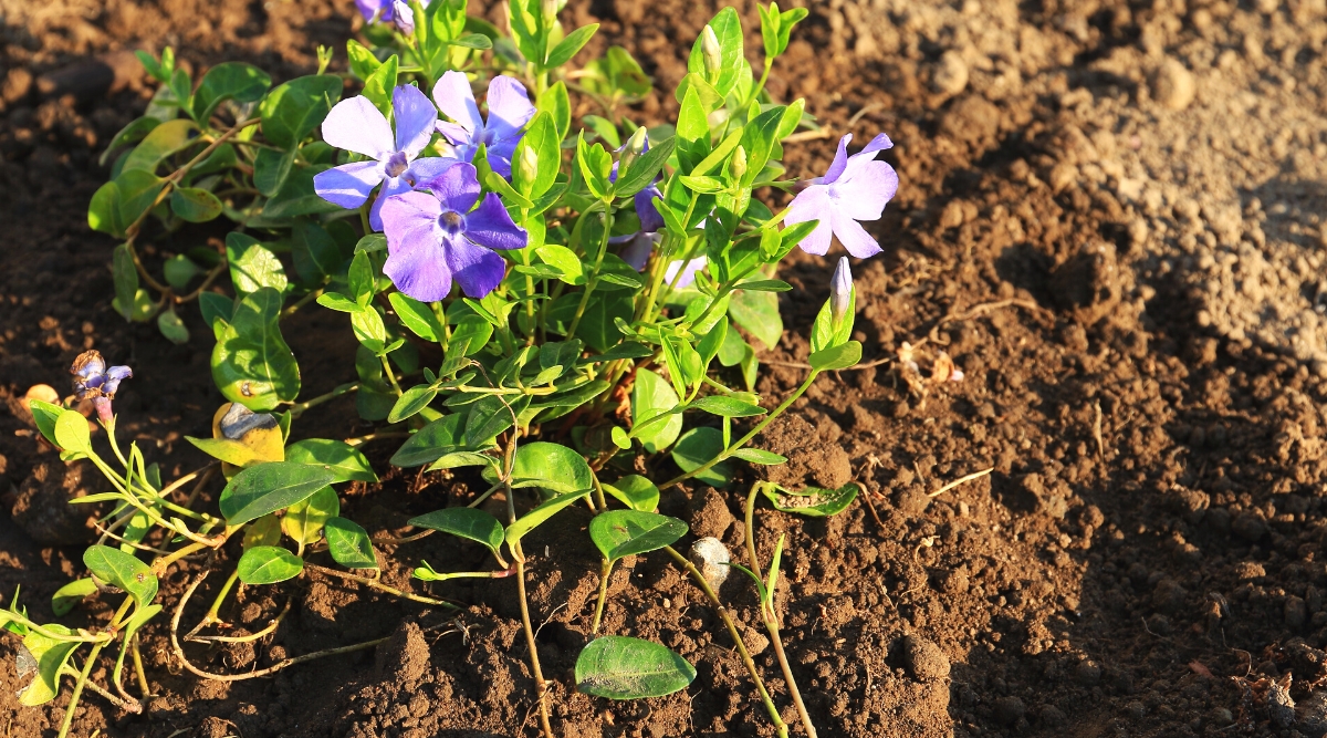 Close-up of a freshly planted Vinca periwinkle plant in the garden. Vinca, commonly known as periwinkle or myrtle, is a low-growing, trailing evergreen ground cover. Its glossy, lance-shaped leaves are arranged oppositely along the stems, and they have a dark green hue. The plant produces an abundance of small, five-petaled flowers of a blue-purple hue.