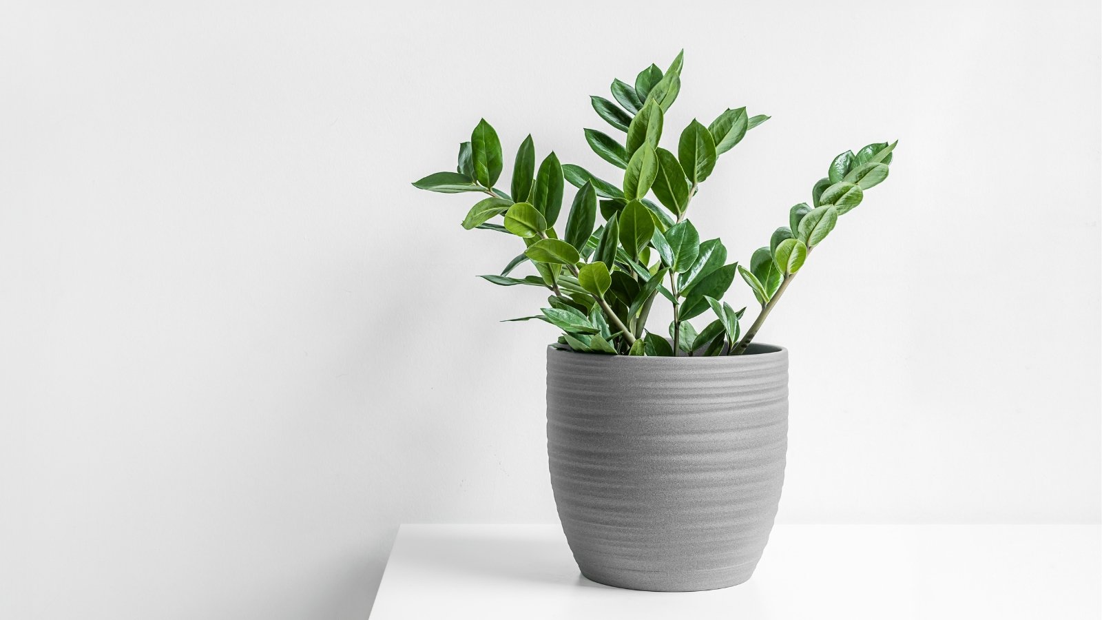 Thick, glossy, oval leaves on upright, fleshy stems create a sculptural look in a gray pot on a white table against a white wall.
