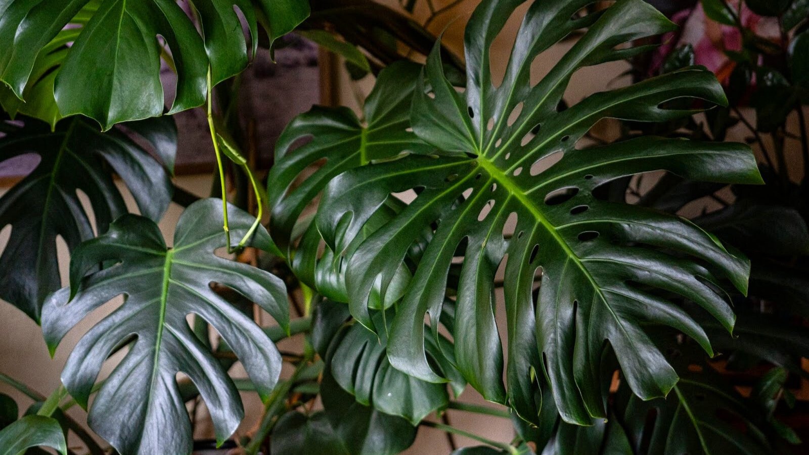 Large, glossy leaves with split edges grow from thick, upright stems.
