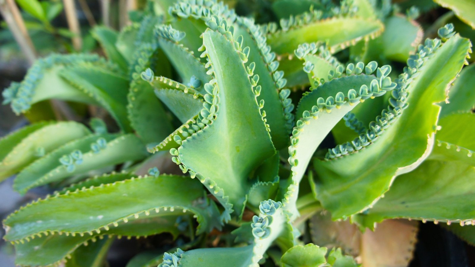 Thick, green leaves with serrated edges produce tiny plantlets along the edges.
