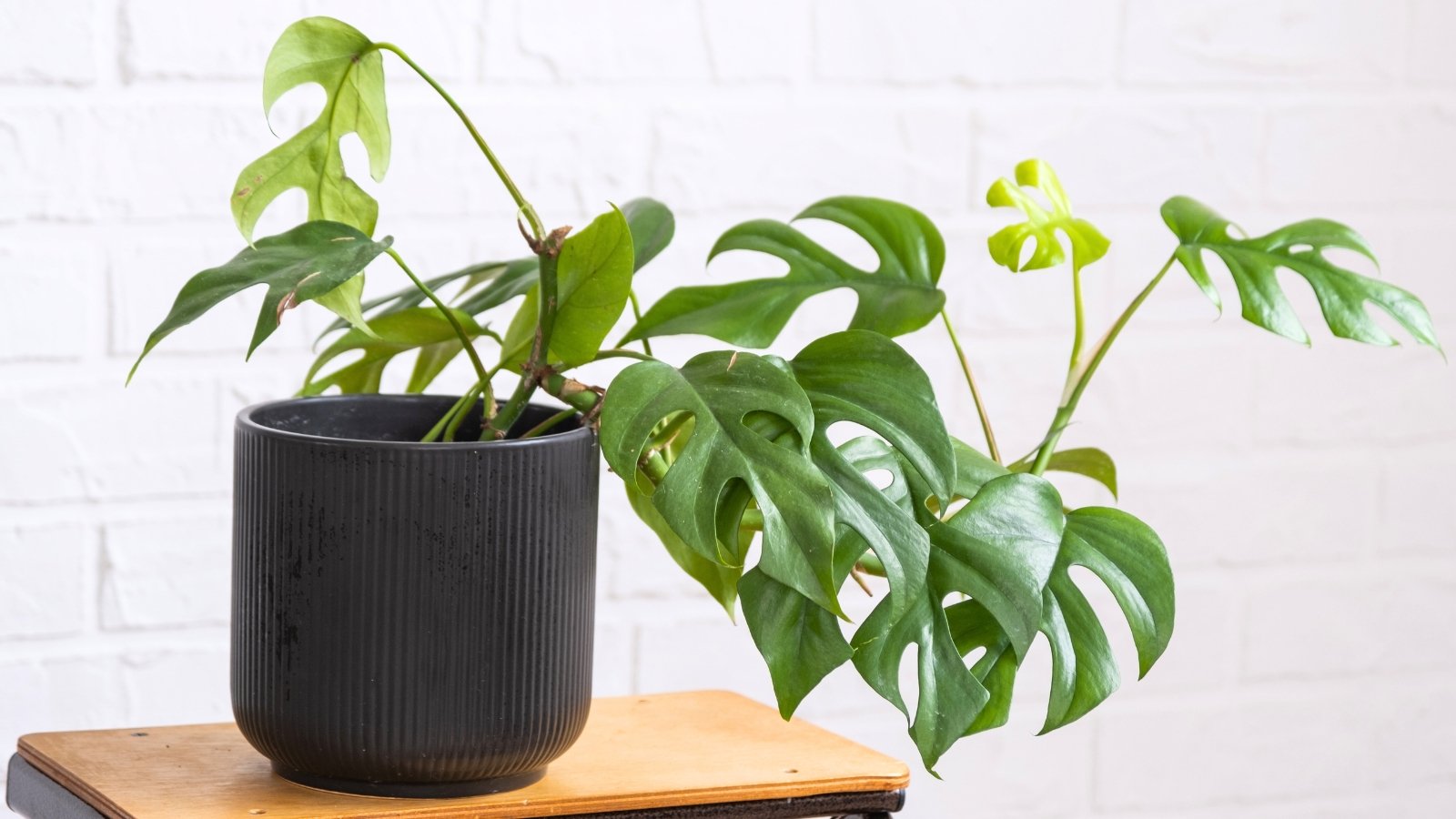 Heart-shaped green leaves with split edges grow on slender climbing stems in a black pot on a wooden shelf.