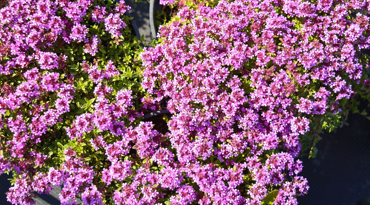 Close-up of a flowering Creeping Thyme plant (Thymus praecox) in a sunny garden. Creeping Thyme (Thymus praecox) is a charming and fragrant herbaceous perennial ground cover appreciated for its low-growing and spreading habit. The plant is adorned with clusters of tiny, tubular flowers of purple color. The leaves are evergreen, lance-shaped and have vibrant green to silvery-gray hues.