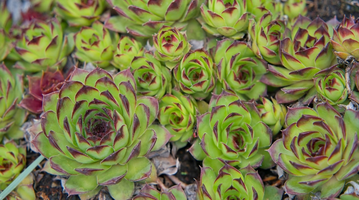 A mesmerizing mosaic of plump, fleshy Sempervivum tectorum rosettes unfurls under the sun's gaze. Shades of emerald and olive interweave, with some rosettes tinged with burgundy or purple, creating a captivating jewel-toned tapestry.