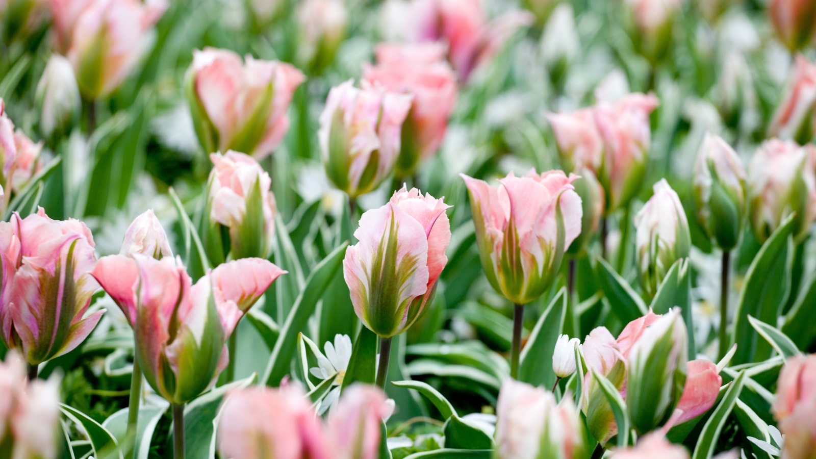 Soft pink blooms with pale edges and hints of green in the outer petals sit above elegant, tall green stems, their rounded petals tightly arranged to form cup-like shapes.