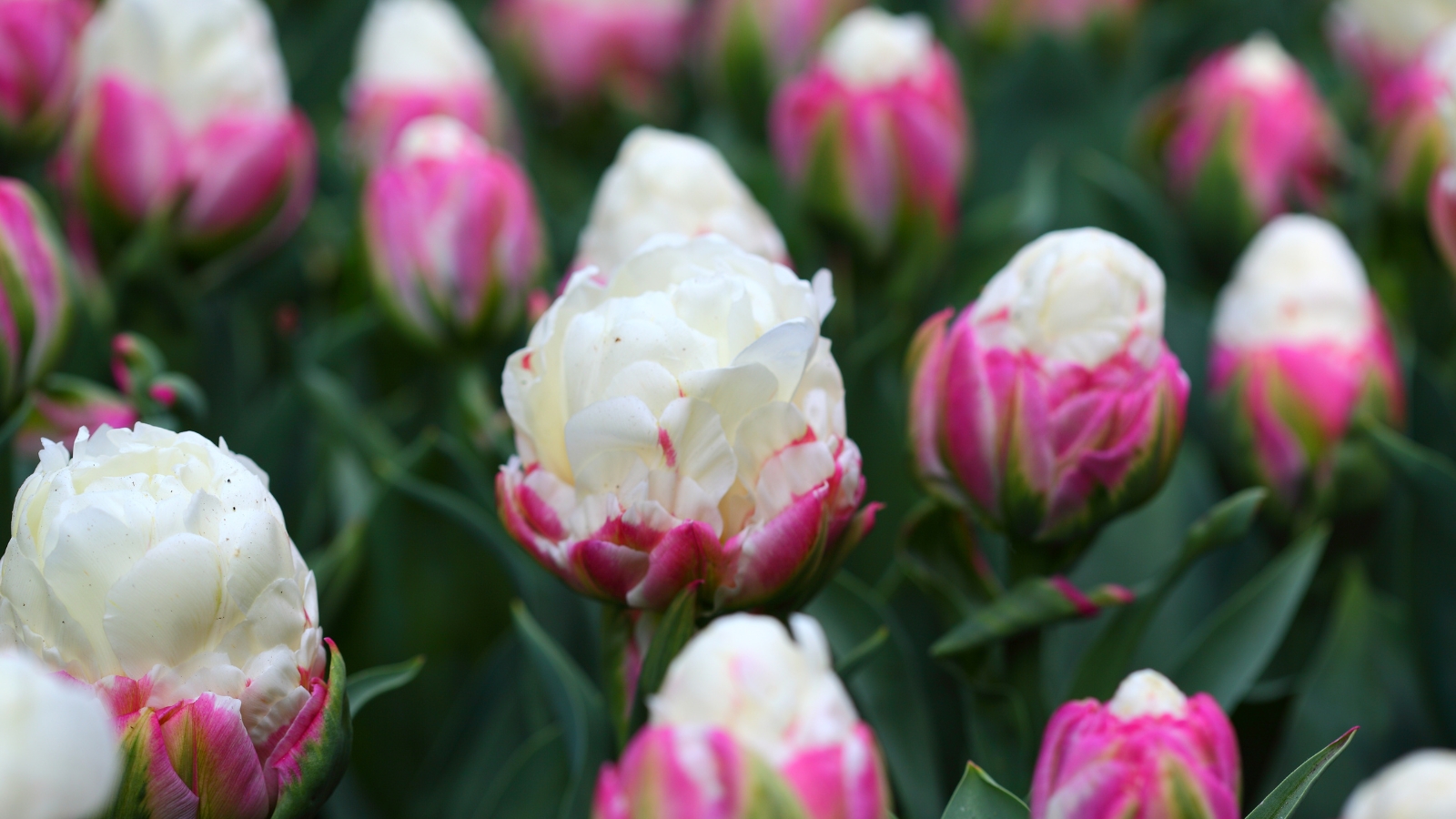 Rounded blooms with creamy white petals surrounded by light pink edges create a delicate, almost frosty effect, standing tall above their dark green stems.