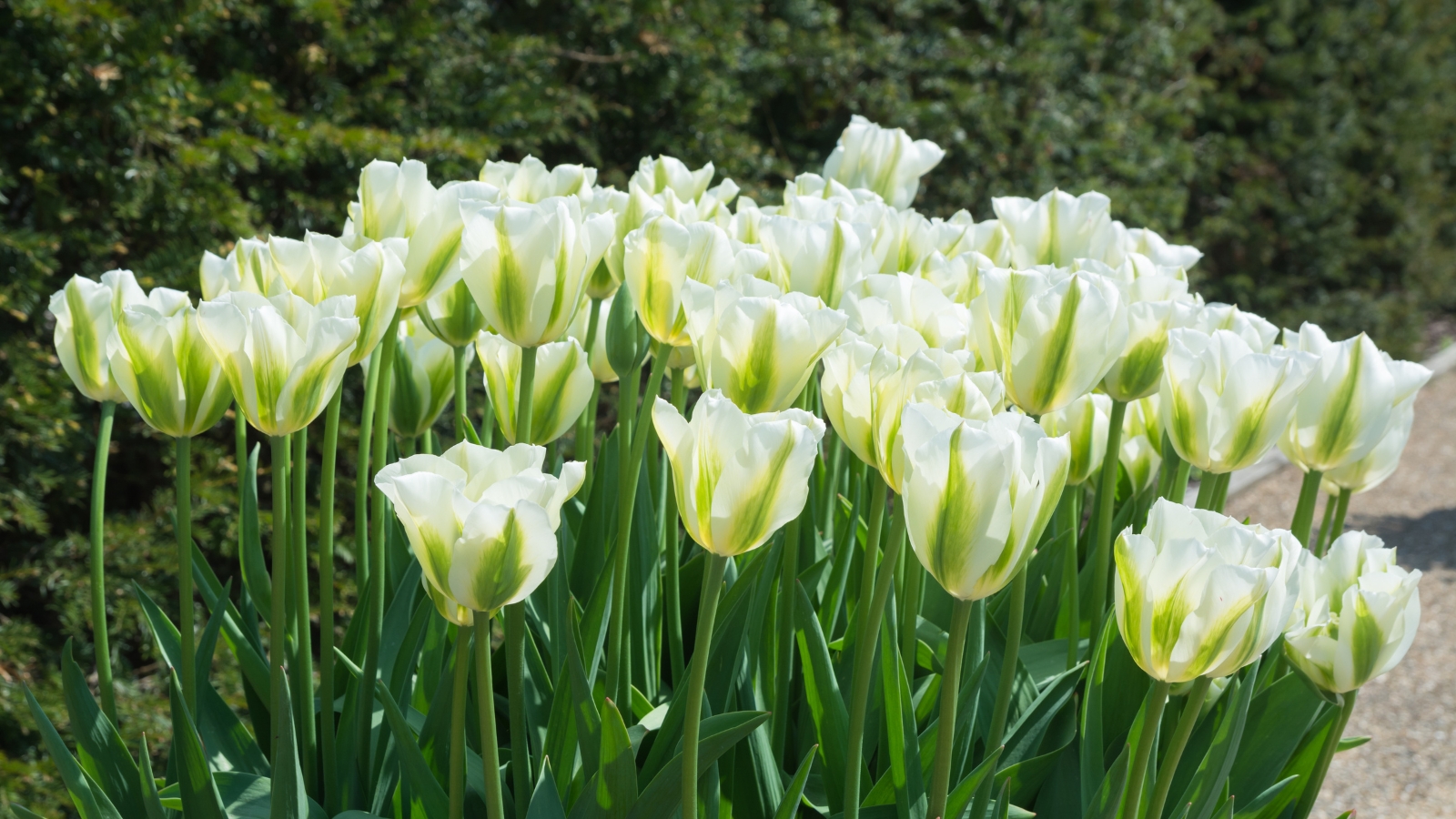 Elegant blooms with pale green accents and cream-colored petals stand tall, each petal smooth and slightly cupped, offering a fresh and serene display amid thin green leaves.