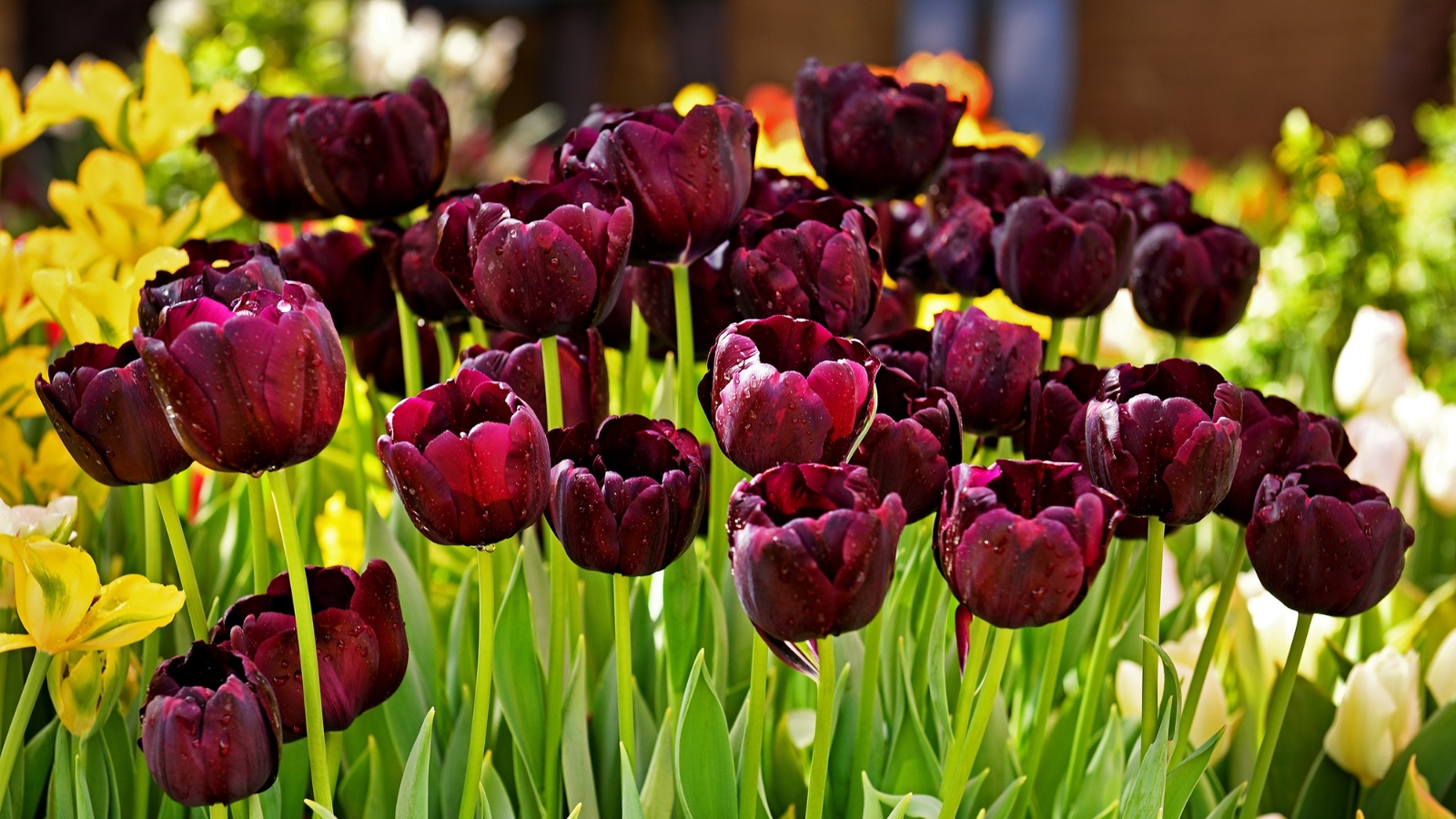 Deep purple, almost black, petals form elegant, cup-shaped blooms, each petal smooth and glossy, adding a regal and dramatic touch amid lighter green stems and leaves.