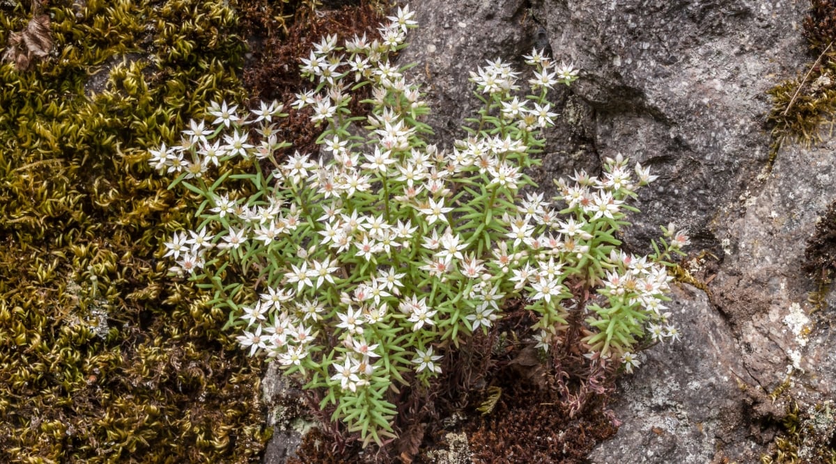 A white stonecrop, a succulent with thick, slender leaves, displays elegant white flowers. The green grass below complements its delicate beauty, while a sizable rock adds a natural contrast.