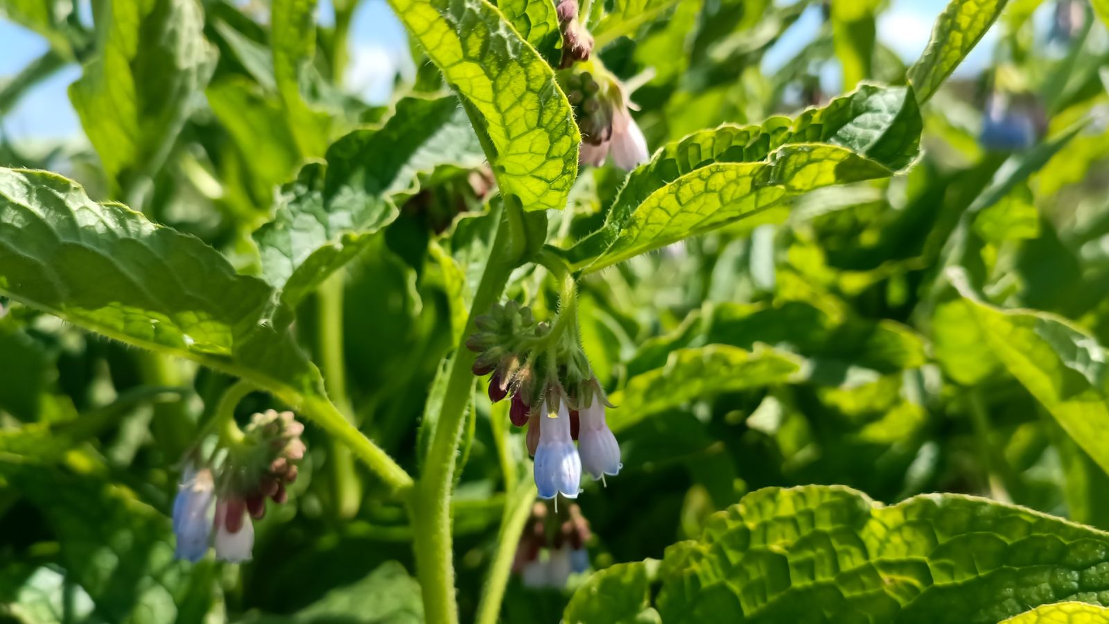 Healthy Symphytum officinale with pale blue and pink flowers pointing downward, surrounded by vivid green leaves 