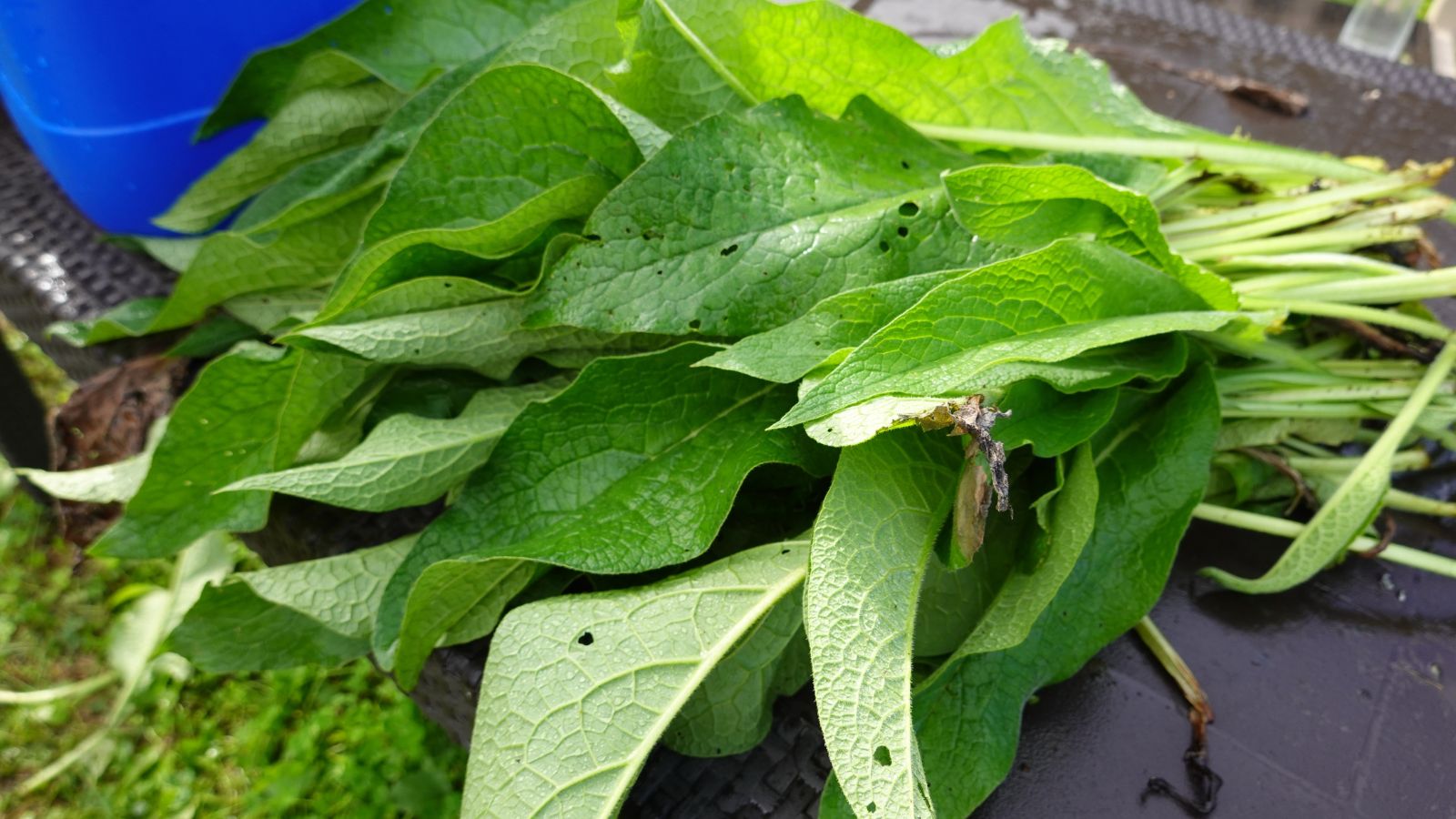 Cut and damaged leaves of the Symphytum officinale removed for maintenance meant to be used for fertilizer