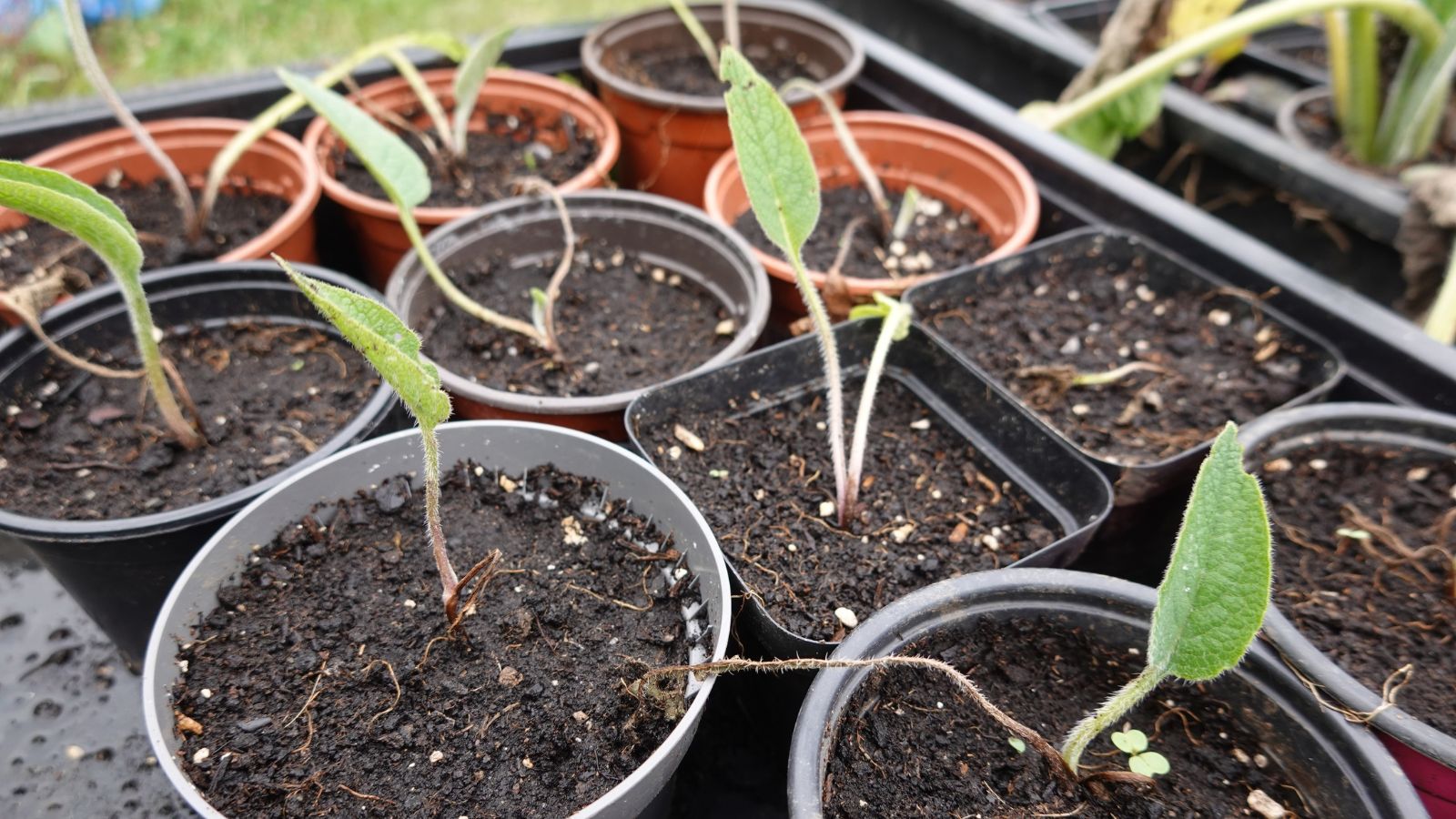 Young Symphytum officinale saplings separated in different containers filled with moist soil placed in a tray