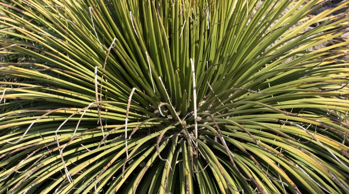 A close-up of a Twin Flowered Agave, distinct leaves with pronounced serrations catch the eye. Positioned in direct sun, these agave leaves display a vibrant green coloration, creating a visually appealing contrast against the backdrop of the surrounding environment.
