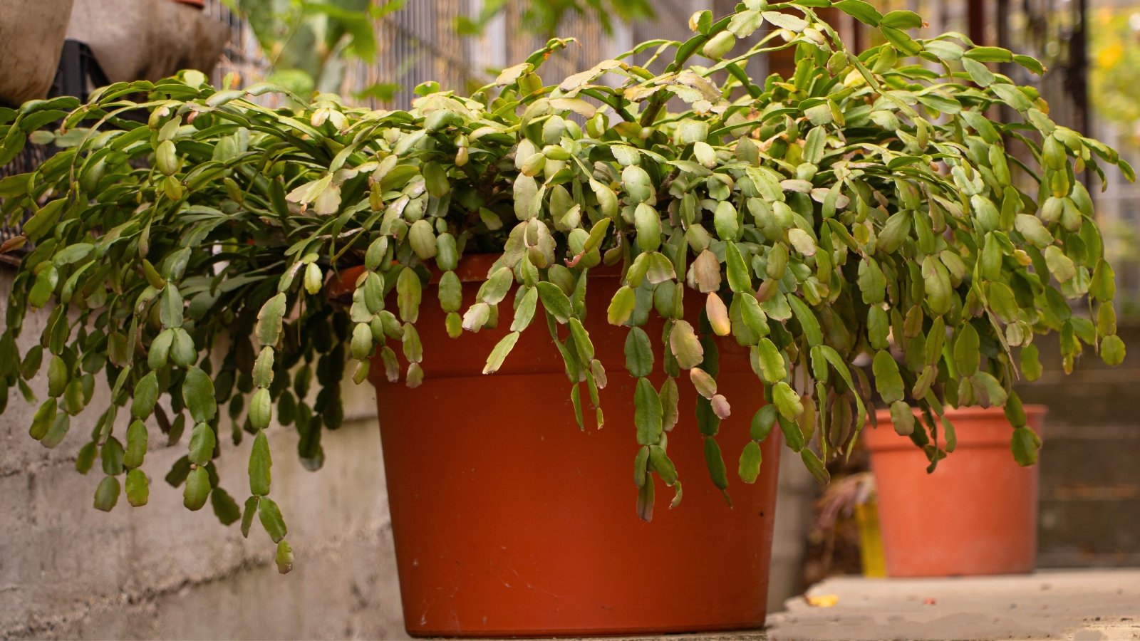 Thick, green stems with pointed edges cascade down from the large terracotta pot in the garden.