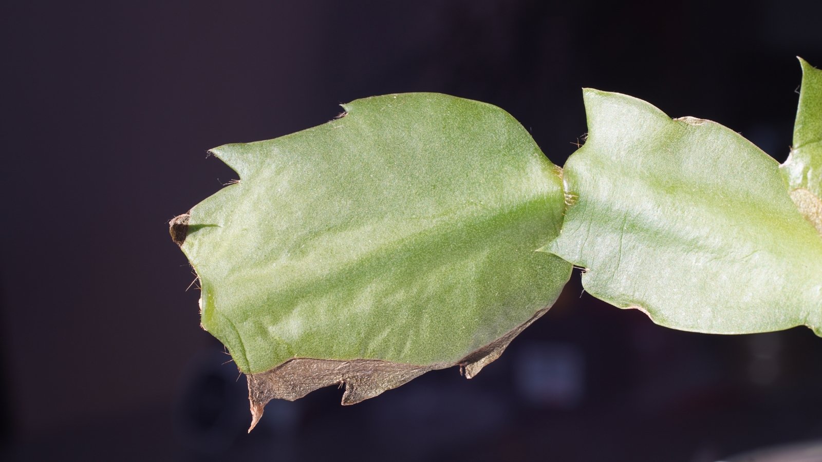 Close-up of a cactus segment reveals smooth, flattened, scalloped edges with a rich green color and a subtle sheen.
