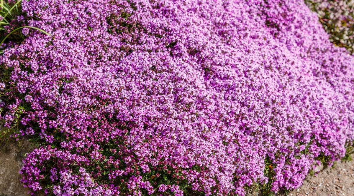 A close-up of a stunning  flower lawn, presenting a mesmerizing carpet of purple blossoms. The collective display of these petite flowers creates a visually captivating scene, transforming the ground into a vibrant tapestry. 