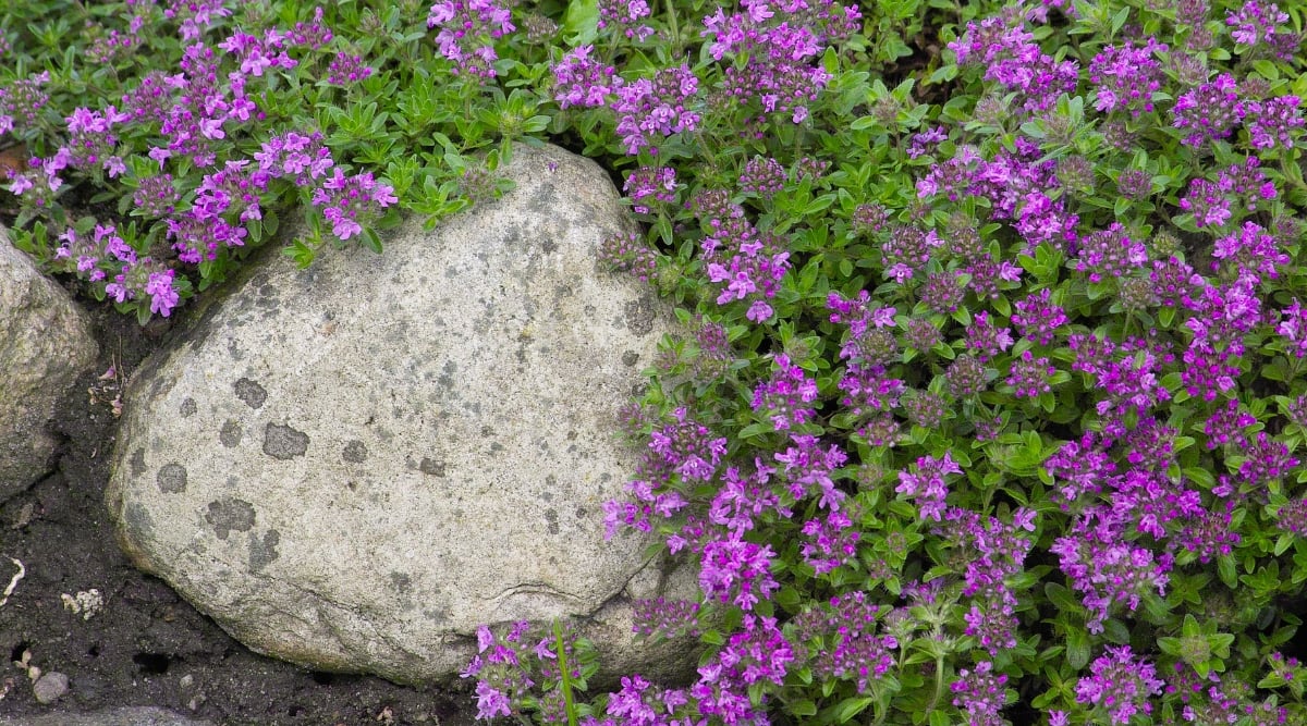 A close-up of plants encircling a large white stone while creating a serene and harmonious garden setting. The flowers, in purple hues, create a visual spectacle, while the luscious green leaves provide a lush backdrop, enhancing the natural beauty of the scene.
