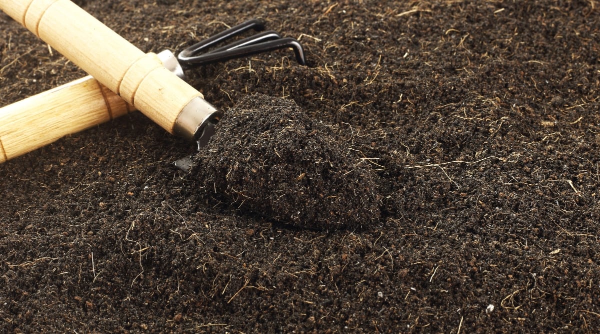 A close-up of fertile loamy soil, rich and dark, teeming with life. Beside it, a gardening shovel and rake with brown wooden handles stand ready for cultivation. The tools' earth-stained surfaces reflect a history of nurturing the earth.
