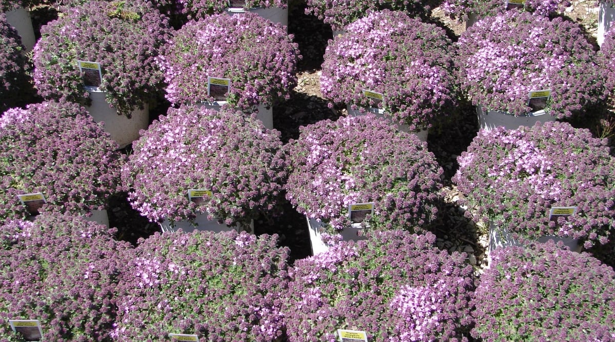 Basking in direct sunlight, the vibrant plants create a visual symphony, combining the graceful descent of the foliage with the radiant allure of the blooming clusters.
