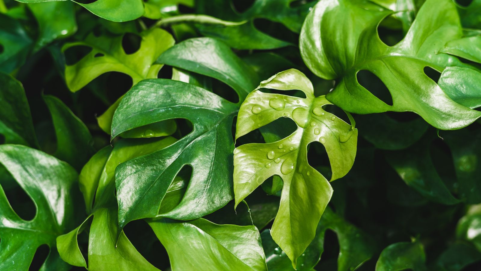 A focused shot of the leaves of a houseplant showcasing its lush healthy green leaves with droplets of water in a well lit area