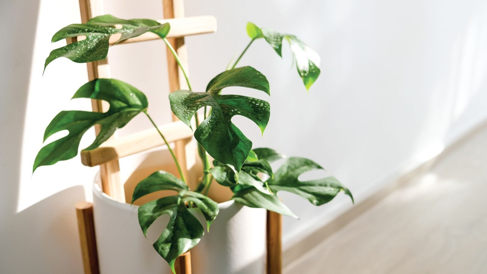 A shot of the mini monstera houseplant placed on a white indoor pot basking in bright indirect sunlight with a white background in an area indoors 