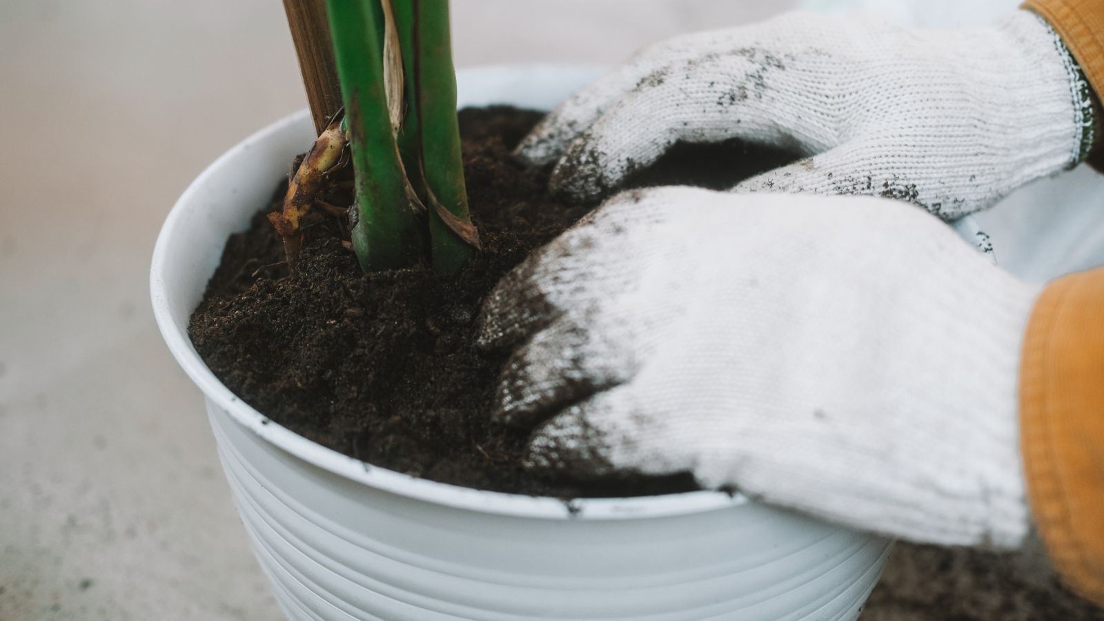 A shot of a person's hand wearing white gloves inspecting the soil of a houseplant placed in a white pot in an area indoors