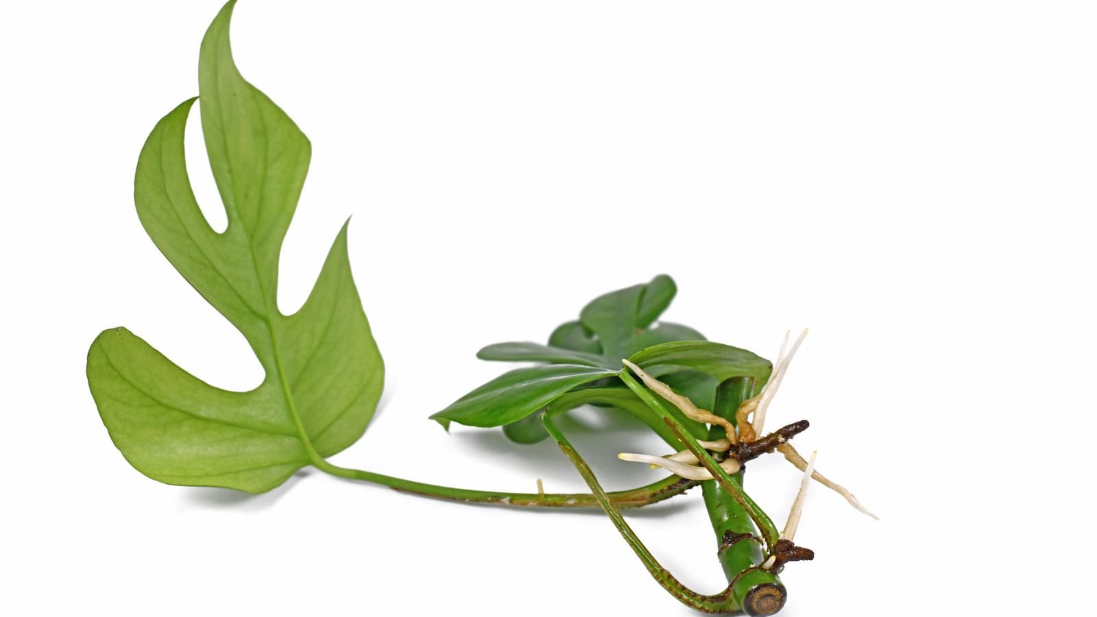 A focused and isolated shot of a stem of a houseplant laced on top of a white surface with a white background in a well lit area 