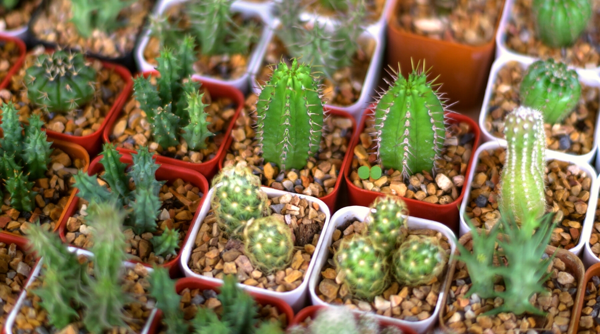 Close-up of several rows of potted cacti of different species in a nursery. Young cacti growing in pots include: Euphorbia horrida, Euphorbia submammillaris, Mammillaria elongata and Lobivia hertrichiana f. binghamiana.