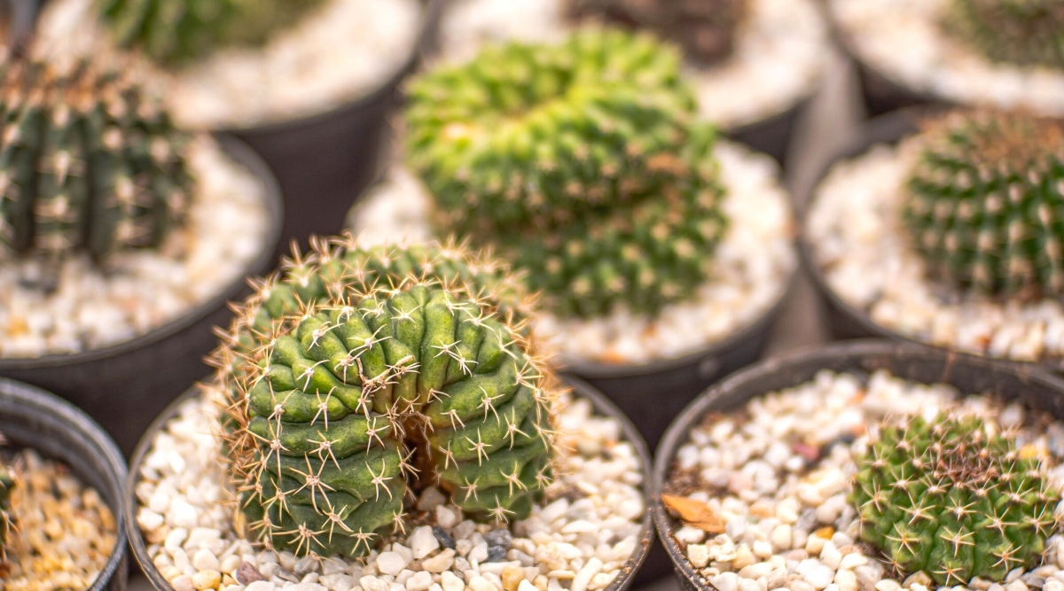 Close-up of young Gymnocalycium cristata cacti in black plastic pots. Gymnocalycium cristata, also known as the "Brain Cactus," is a captivating succulent characterized by its unique and whimsical appearance. This distinctive cactus features a flattened, brain-like shape with undulating ridges and grooves that resemble convoluted folds. The surface of the cristate form is covered in clusters of small, white spines.