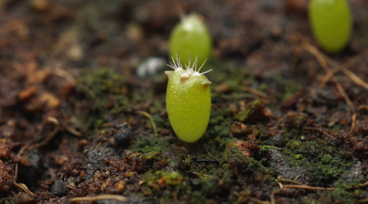 Close-up of Lobivia cactus sprout in wet soil. Lobivia cactus sprout emerges as a small, globular body of light green color with three small tufts of tiny white spines on top.