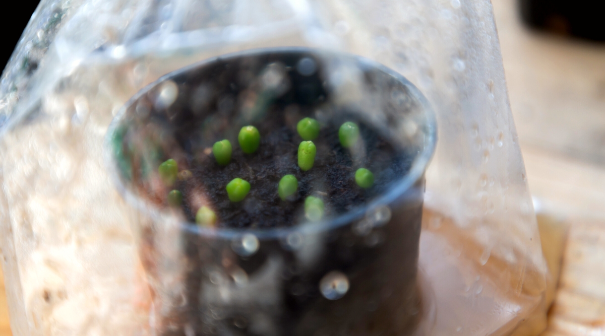 Close system cactus seeding in clear plastic bags with tiny cactus sprouts. Cactus sprouts grow in a small black plastic pot. They are small oval thick stems of bright green color.