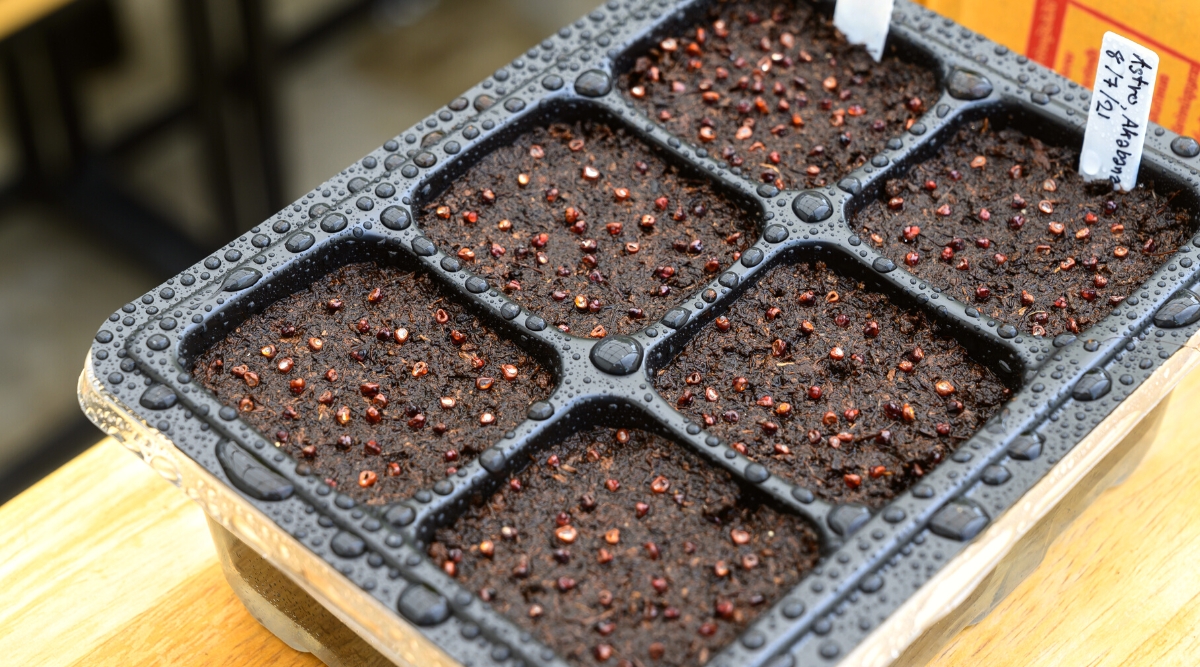 Close-up plan of a seed tray with Astrophytum asterias cactus seeds sown. The tray is plastic6 black, has six separate in-depth cells filled with moist soil. 15-10 tiny seeds are sown in each cell. These seeds are small, irregular in shape, and brownish-burgundy in color.