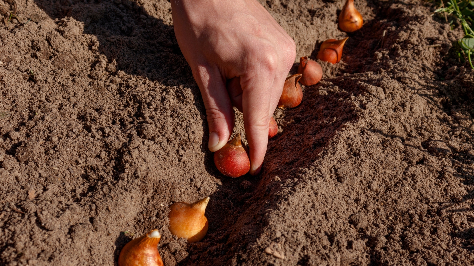 A gardener's hand gently places smooth, round bulbs with pointed tips into a dug trench of dark brown soil, surrounded by rich earth.