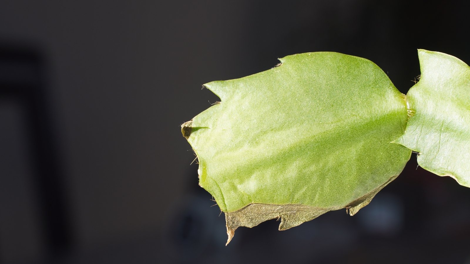 A close-up shot of a pale green flower bud forming at the tip of a segmented Schlumbergera truncata stem, with smooth, glossy texture, ready to bloom.