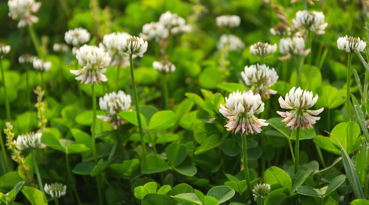 Close-up of a flowering ground cover plant, Trifolium repens, in a garden. Trifolium repens, commonly known as white clover, is a low-growing perennial plant with distinctive trifoliate leaves. The leaves consist of three oval leaflets, each with a characteristic white V-shaped mark. The leaflets are smooth and have serrated edges. White clover produces globular flower heads, or inflorescences, consisting of numerous small, tubular, white to pale pink flowers.