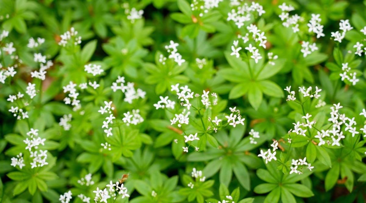 Close-up of a flowering plant Galium odoratum. This perennial ground cover plant forms a dense carpet of whorled, lance-shaped leaves arranged in groups of six to eight along delicate stems. The leaves are bright green and have a distinct pleated or corrugated texture. The plant produces tiny, star-shaped white flowers that bloom in clusters.