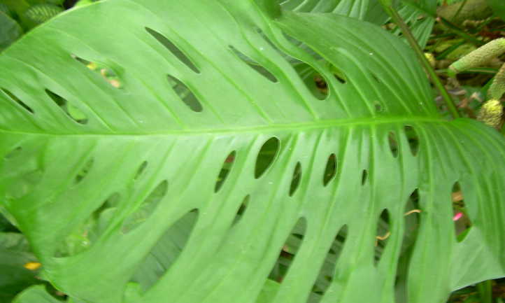 Mature Monstera adansonii leaf