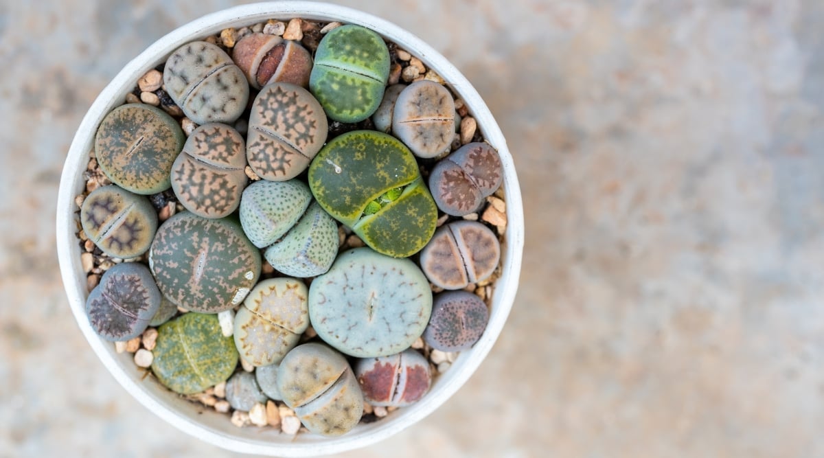 In a white pot, a vibrant assembly of lithops, each adorned in distinctive hues, creates a captivating display. The juxtaposition of these succulents is further enhanced by the presence of small, carefully arranged pebbles nestled among them.
