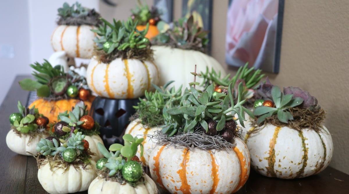 White pumpkins of varying sizes serve as elegant planters, delicately embracing a collection of succulents. Their clean, neutral tones create a sophisticated and festive display, adding a touch of refined charm to your succulent garden.