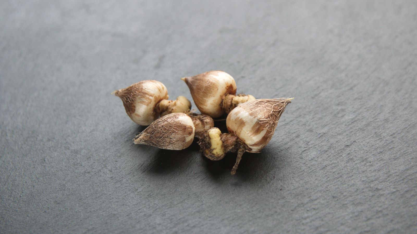 A close-up shot of corms of a Freesia flower placed on top of a grey surface in a well lit area indoors