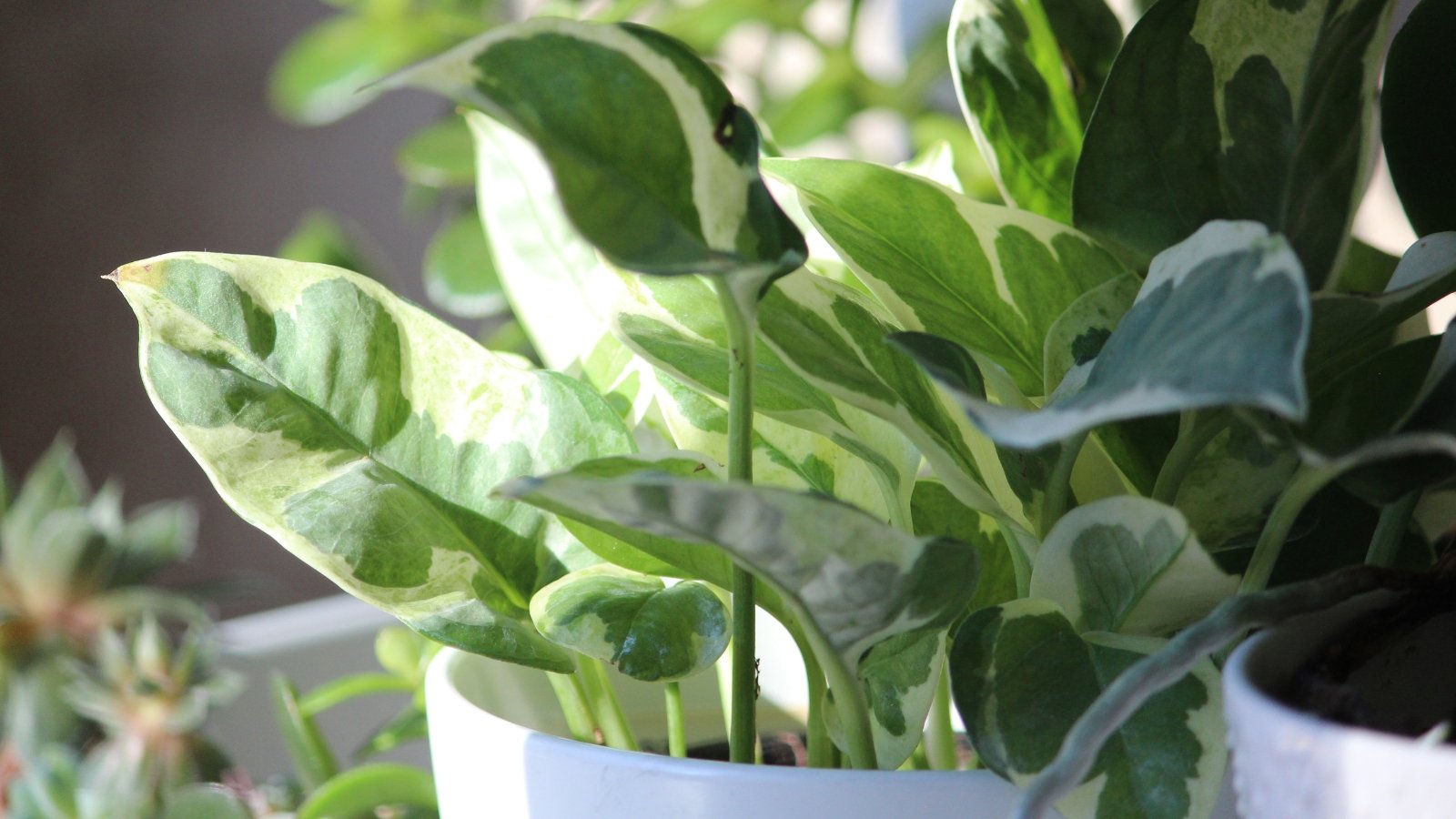 Light green, heart-shaped leaves with yellow marbling on Epipremnum aureum, adding a bright, cascading foliage arrangement to the space.